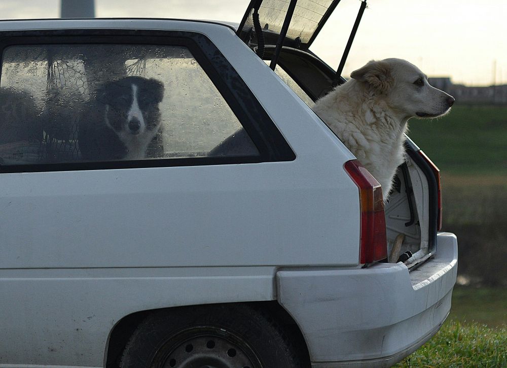 Päls, lera och dålig lukt – den kompletta bilvårdsguiden för hundägare